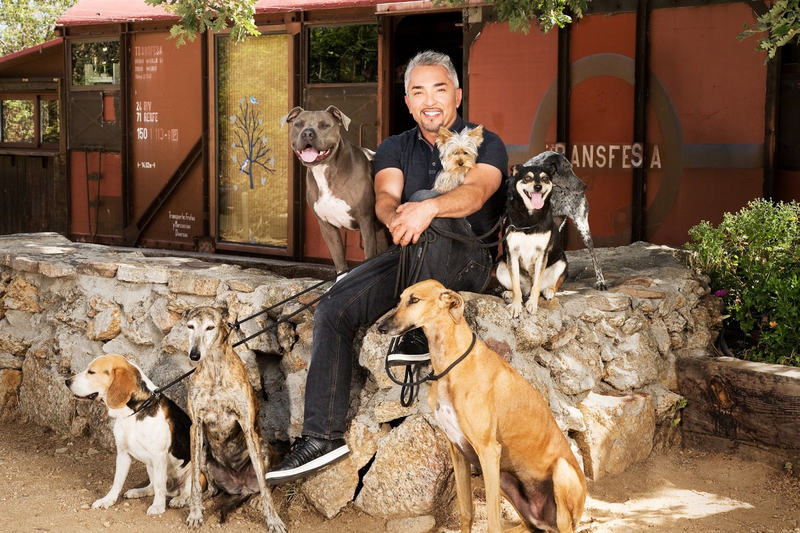 Cesar Millan, hundehvisker, hundeekspert, canal digital, national geographic, hunde, dog, opdragelse, dyr