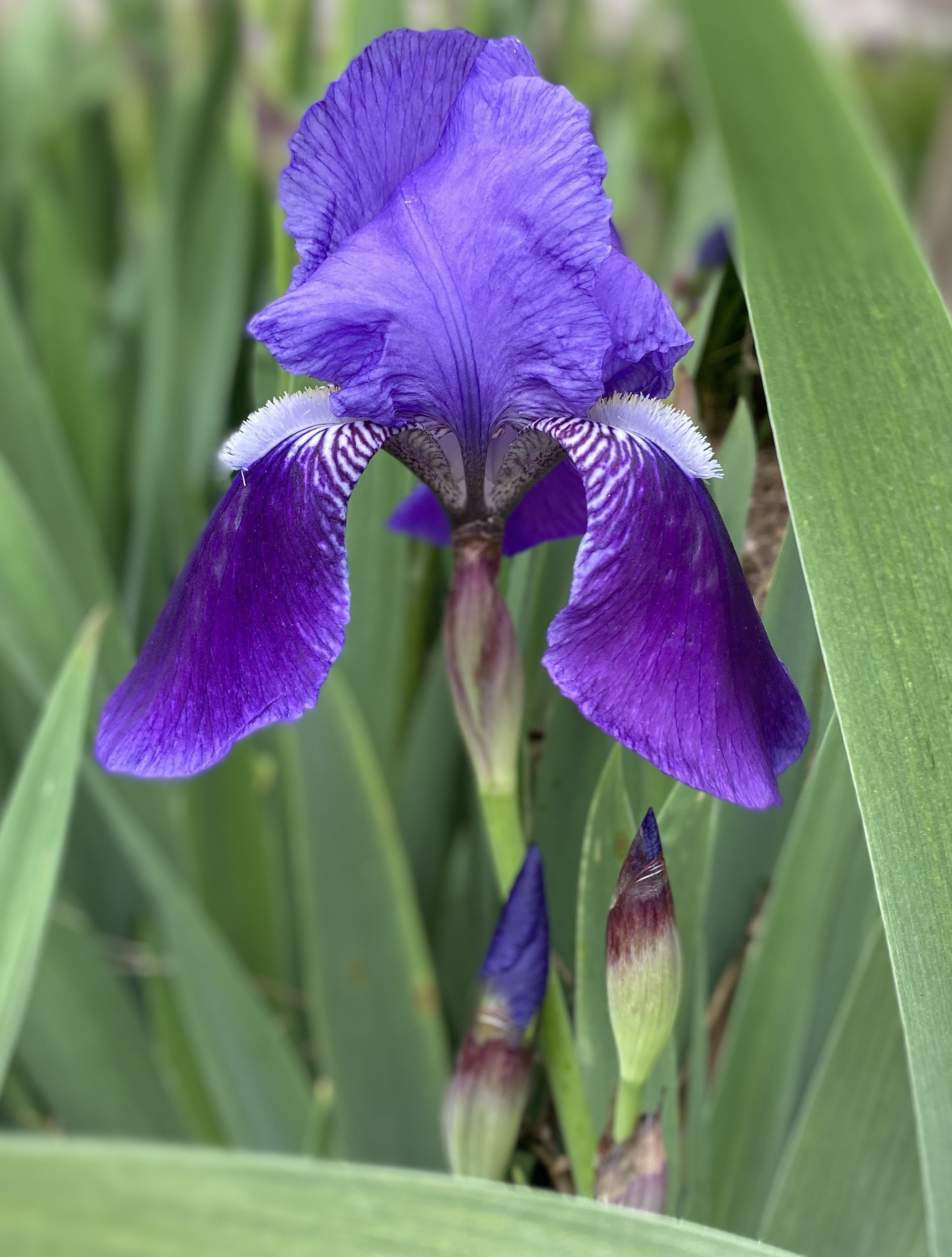 purple iris1.jpg