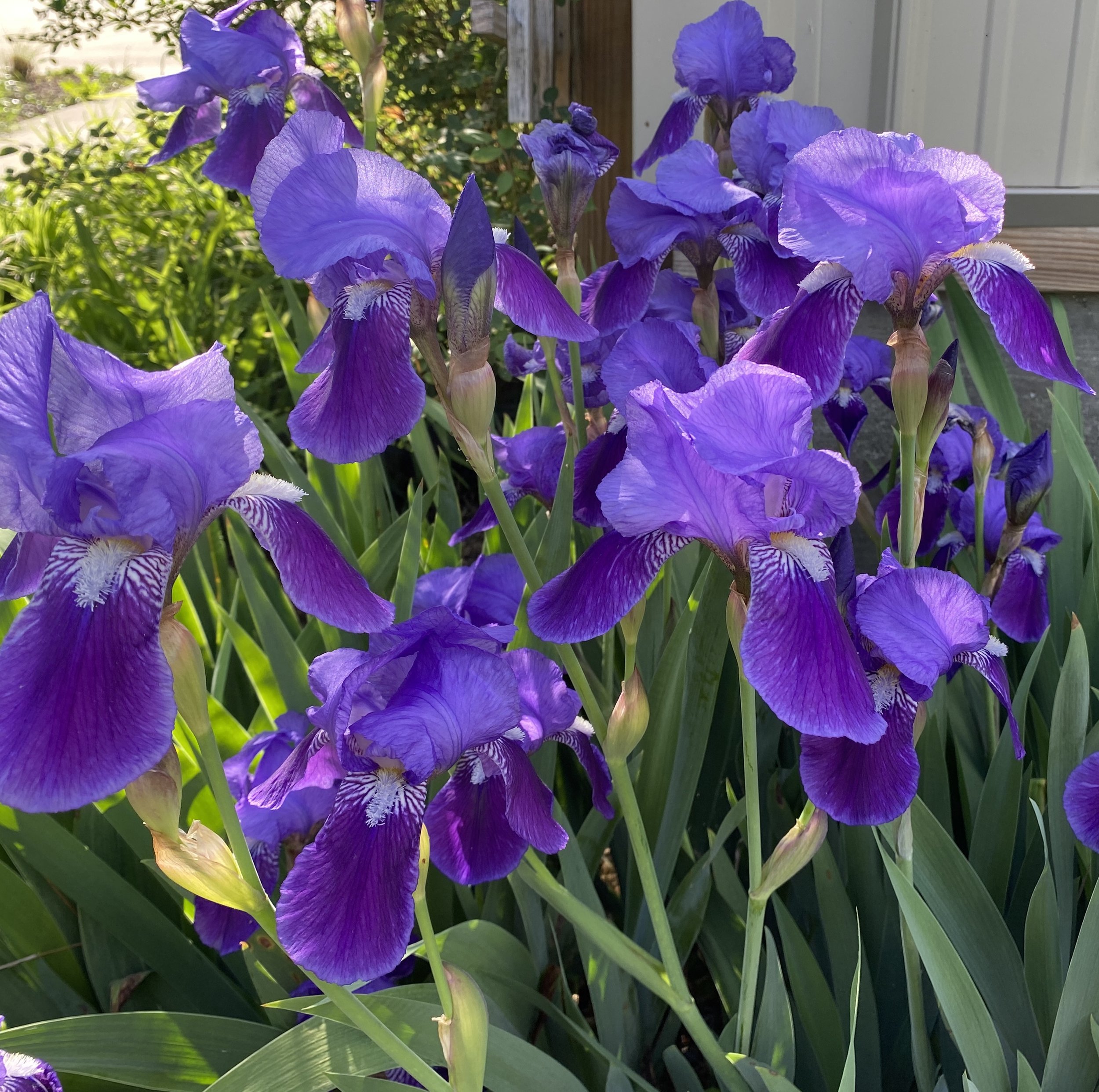 Purple Iris2.JPG