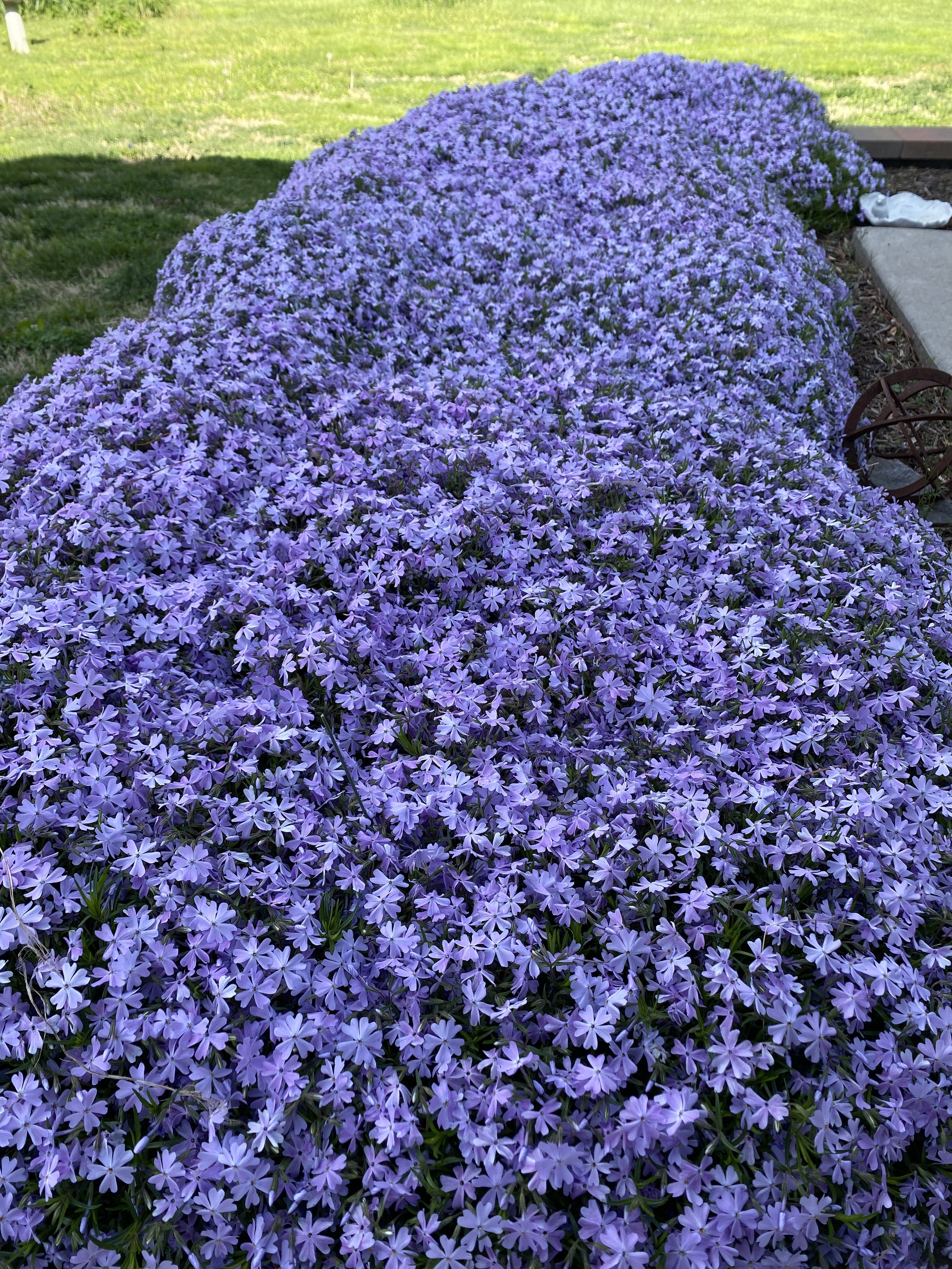 Purple Phlox1.JPG