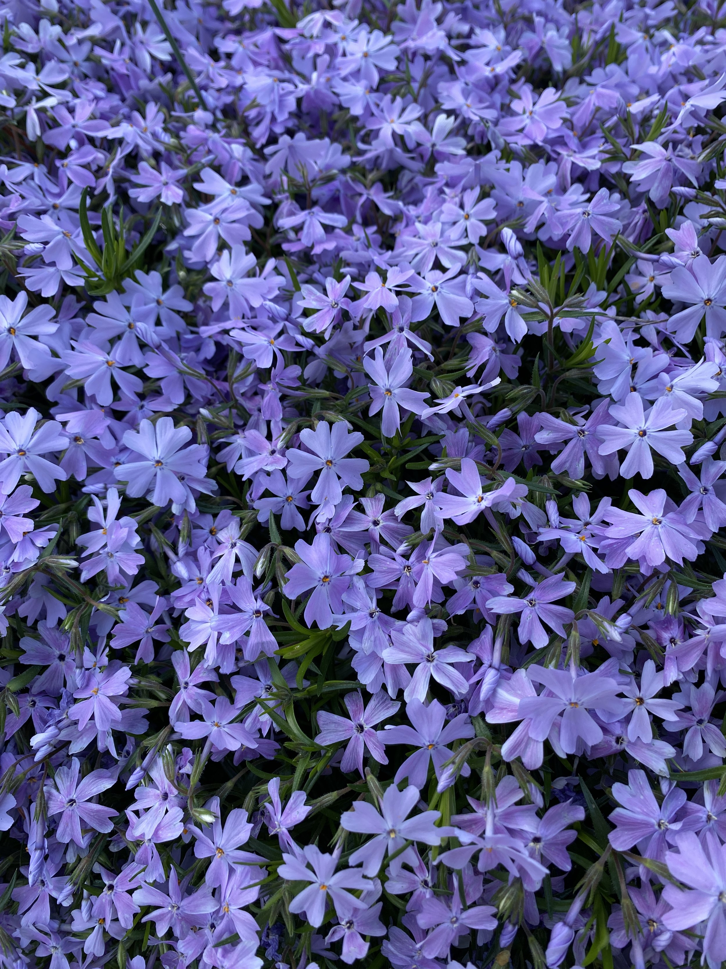 Purple Phlox2.JPG