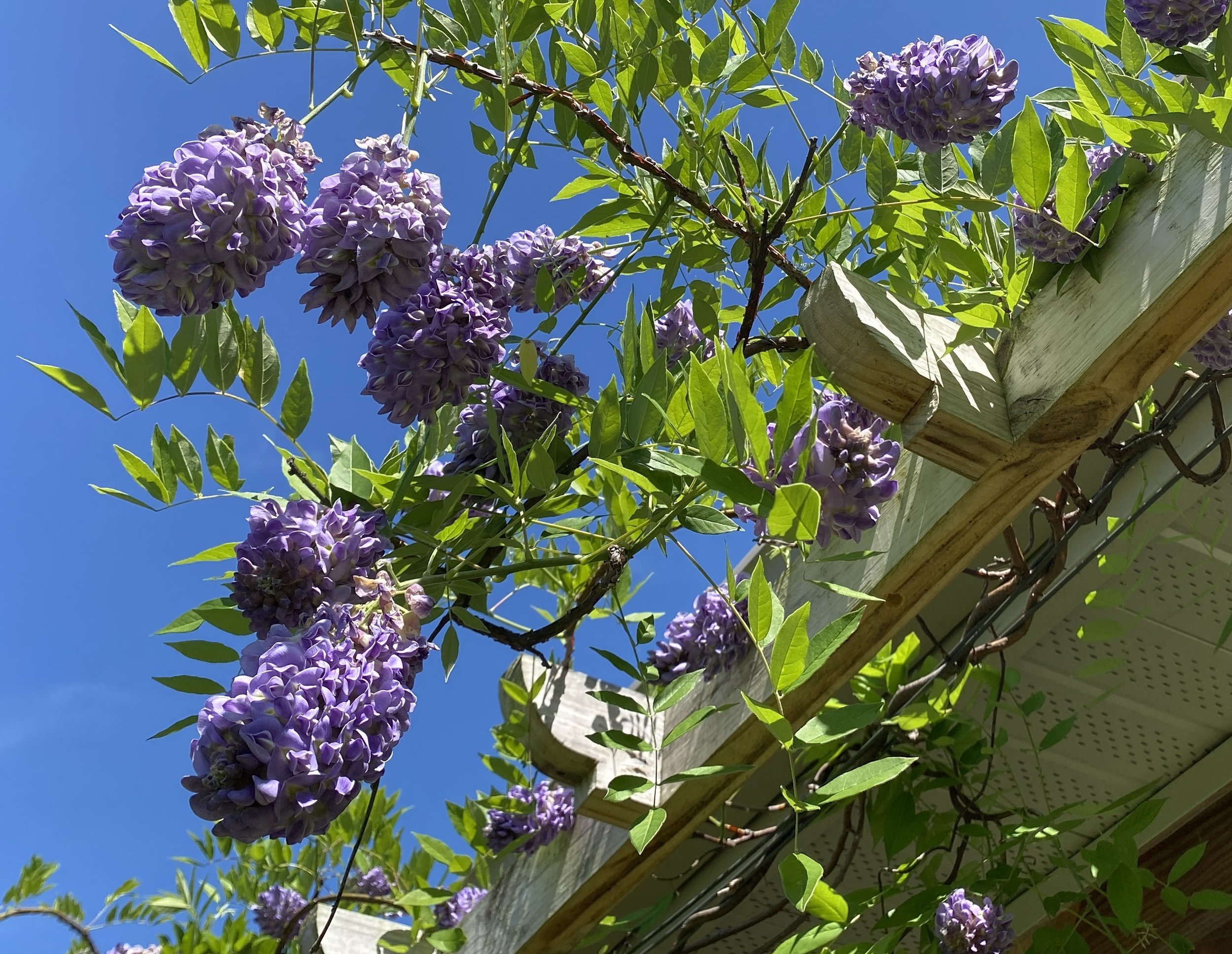 American Wisteria flowers 2024.jpg