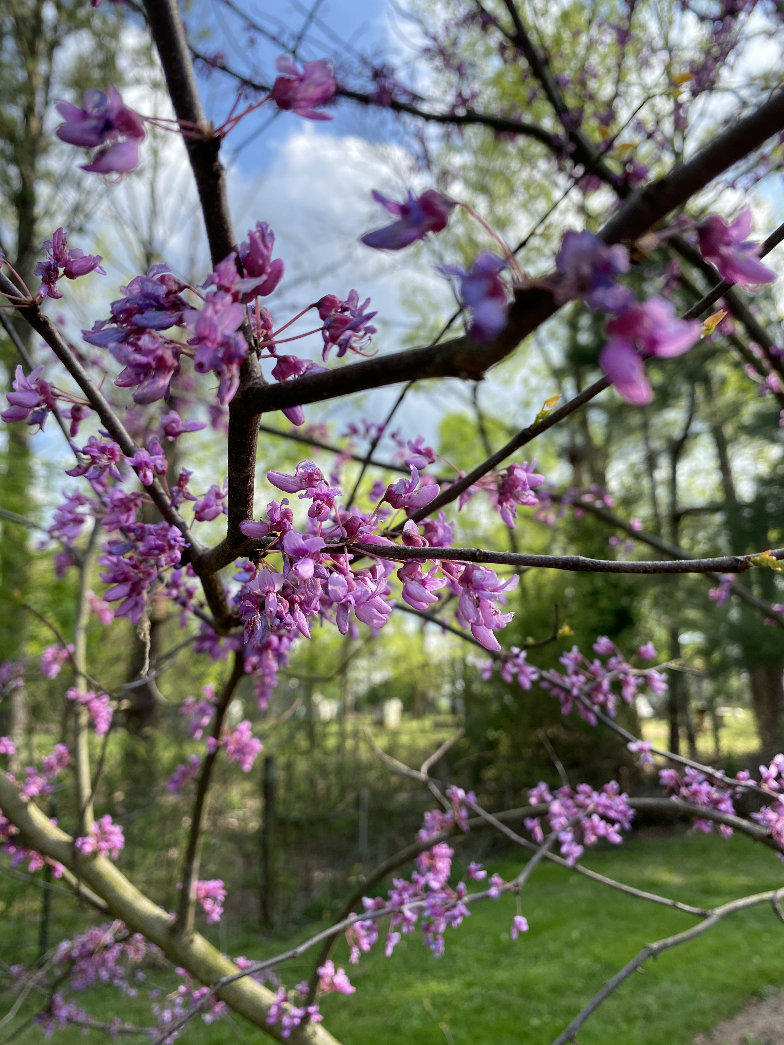 Redbud flowers.JPG