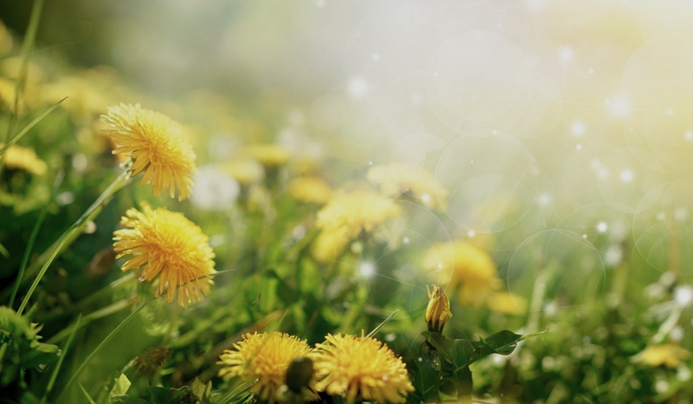 Un campo de flores