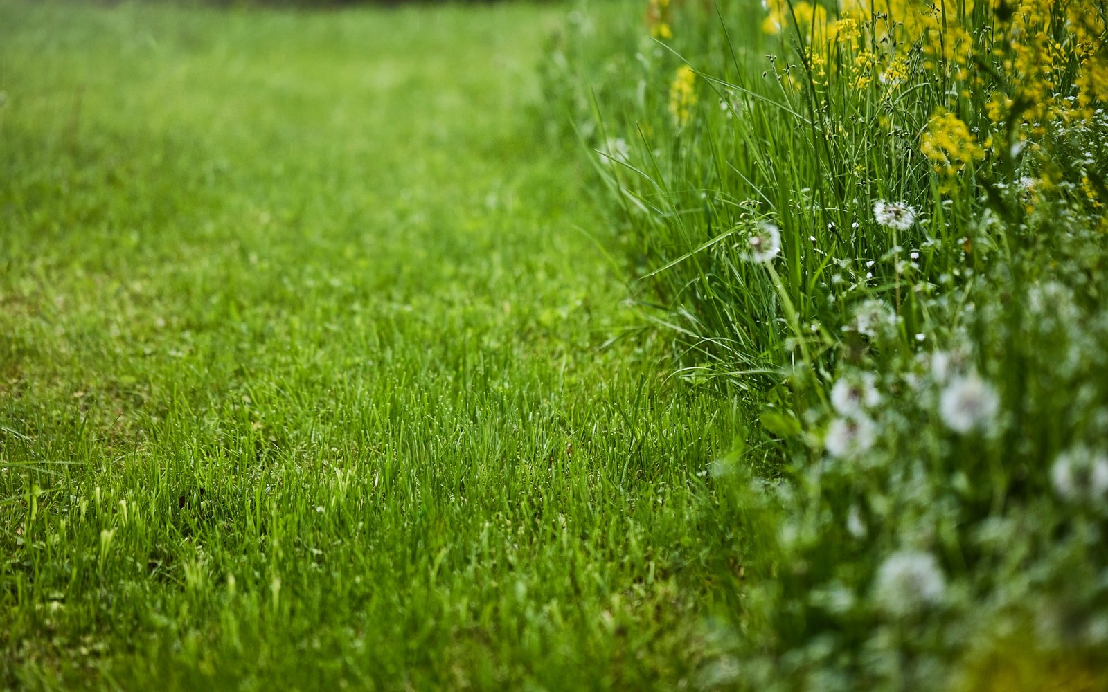 Plen med villere kantvegetasjon og uønsket vekst