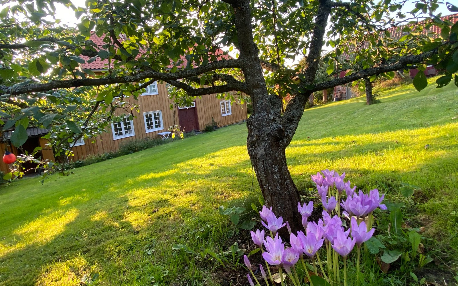 Plen i skygge under tre der vekstforholdene varierer