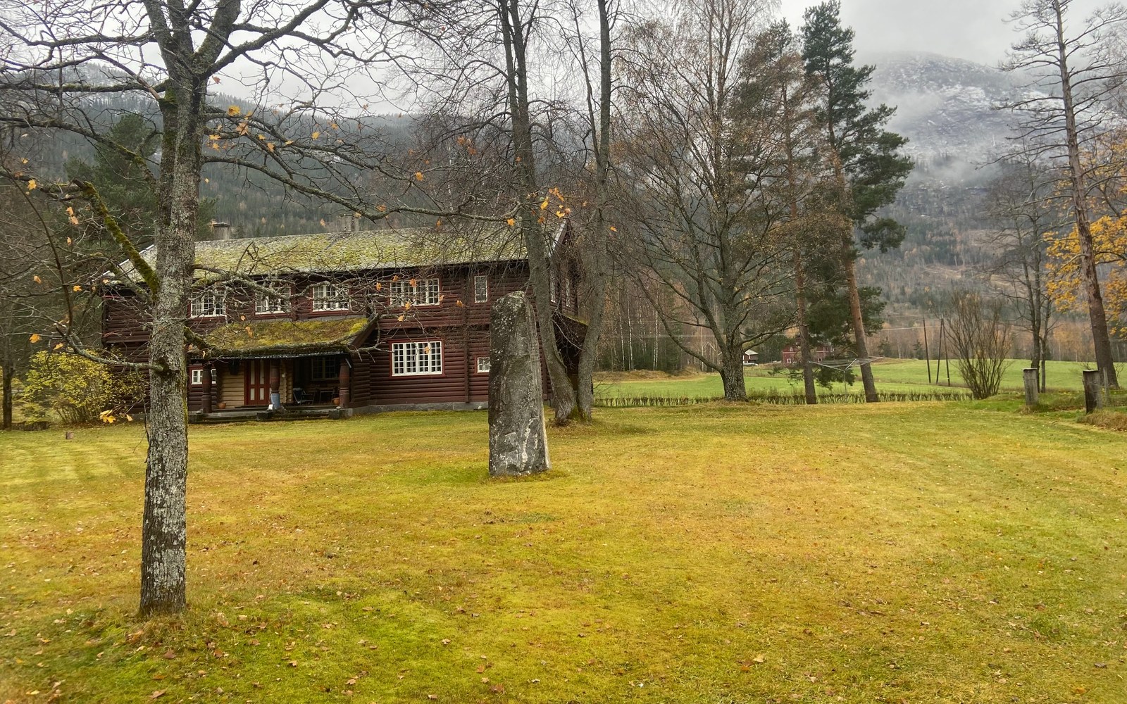 Plen som er tynn og gul etter vinteren