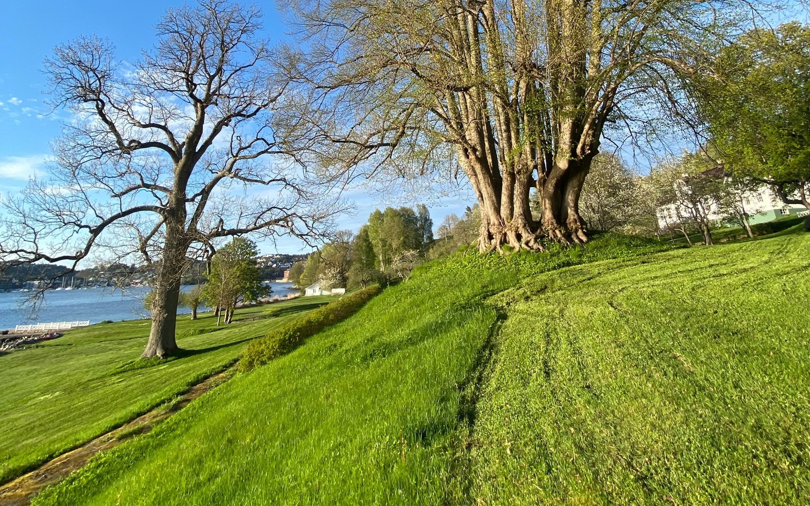 Stort velstelt grøntareal med trær og klipt plen