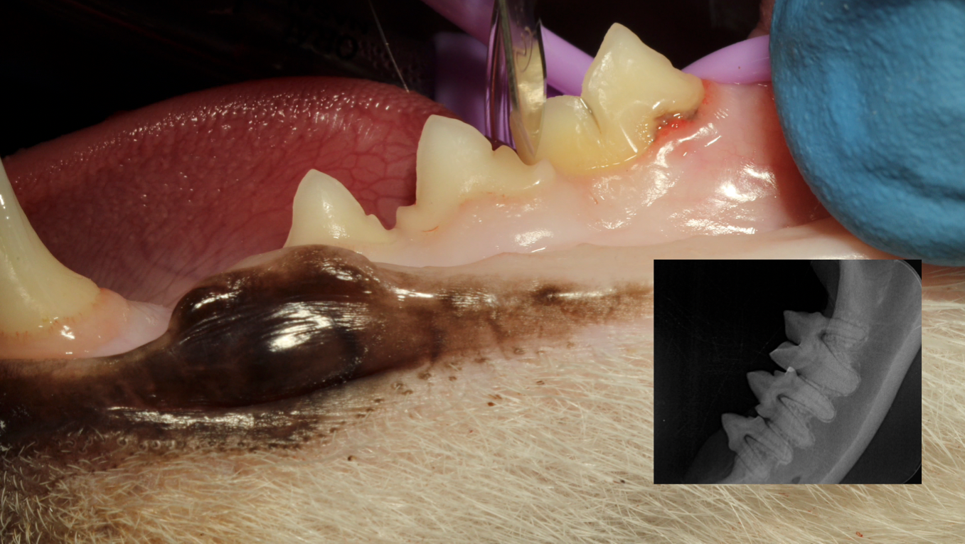 309 Cat Narrated Extraction Video - MortenVetDentistry