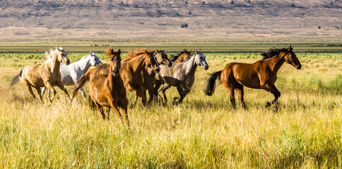 A band of wild horses running through the meadow