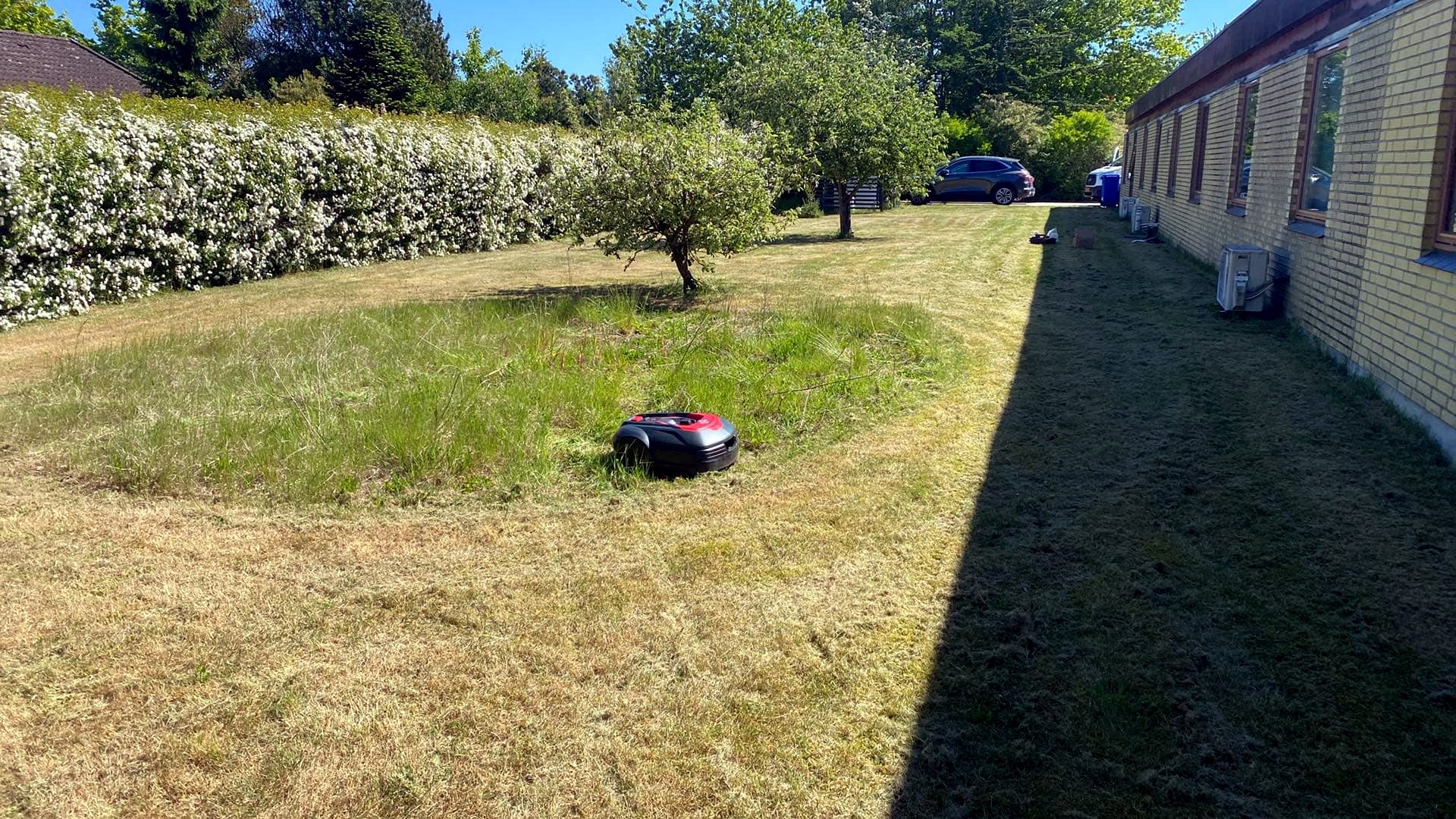 Robotplæneklipper arbejder på en stor plæne ved en bygning og hæk.