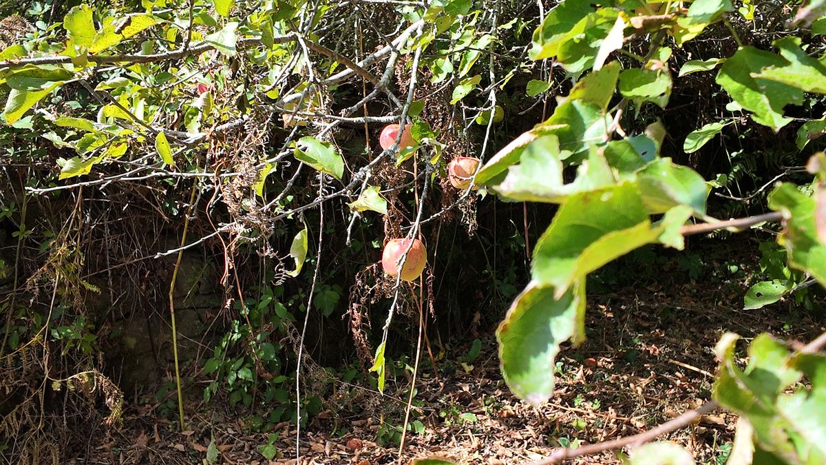 Des pommes sur une branche, au bord du jardin de Kervran