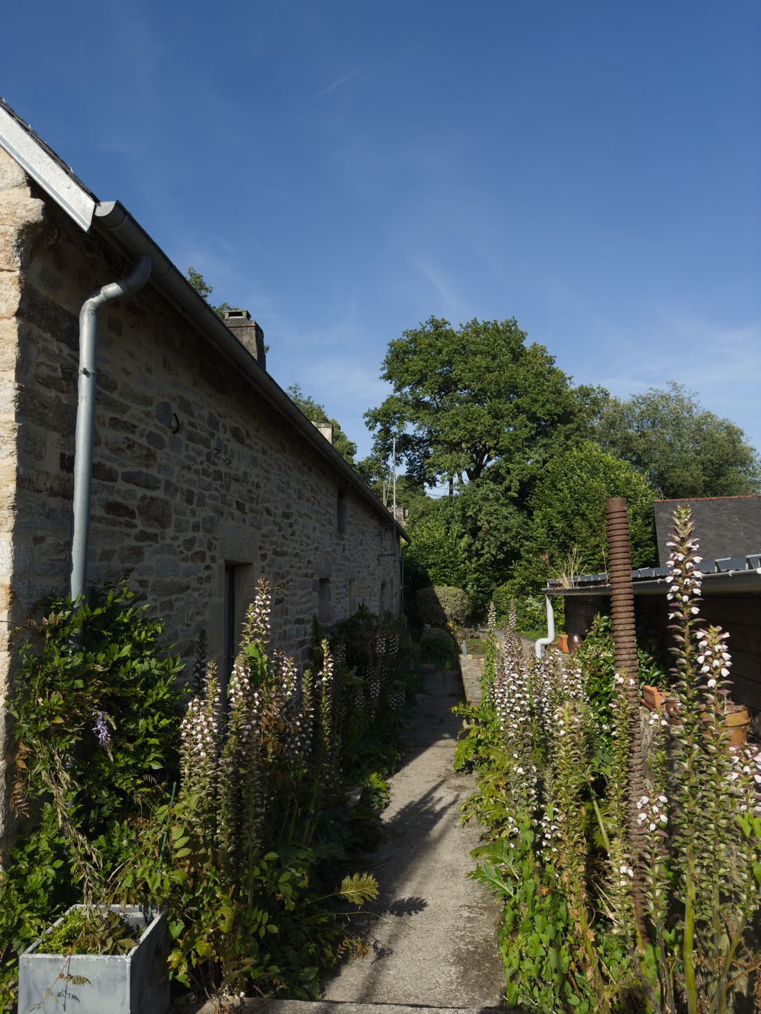 L’allée le long du mur de pierre, bordée d’acanthes en fleur
