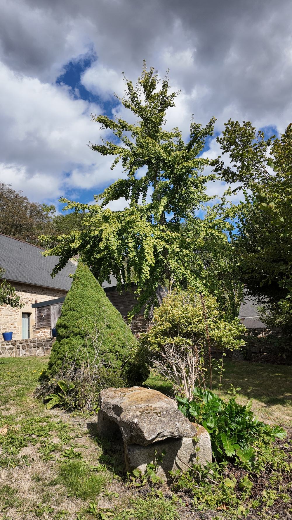 Le jardin de Kervran, ginkgo et topiaire au-dessus d’un banc de pierre