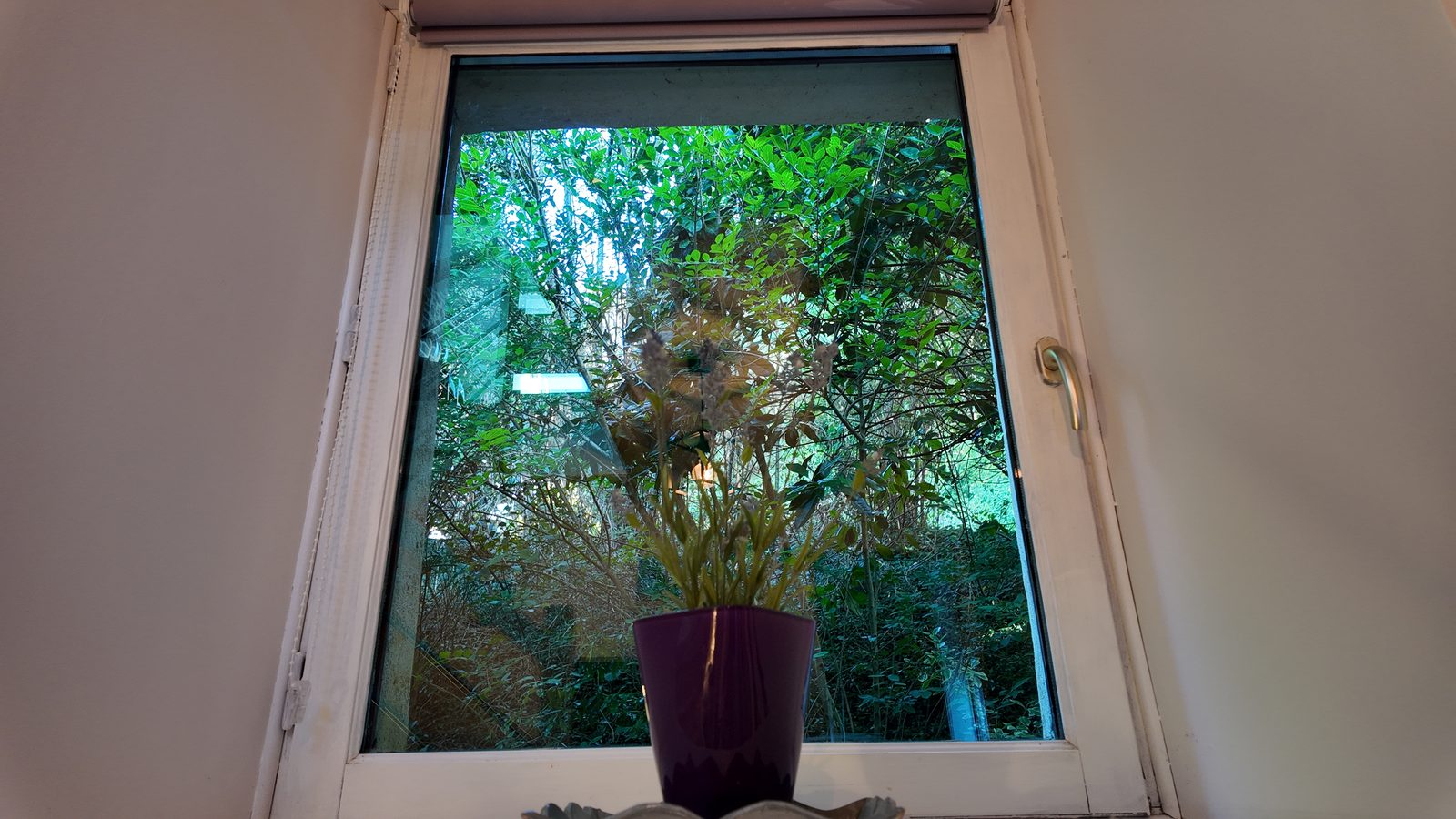 Des fleurs séchées sur l’appui de fenêtre, le vert du jardin derrière