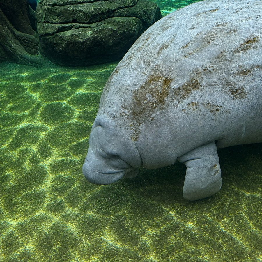A manatee in clear green water