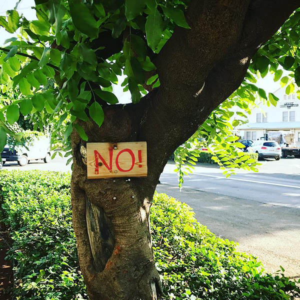 no-tree.jpg