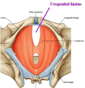 urogenital hiatus