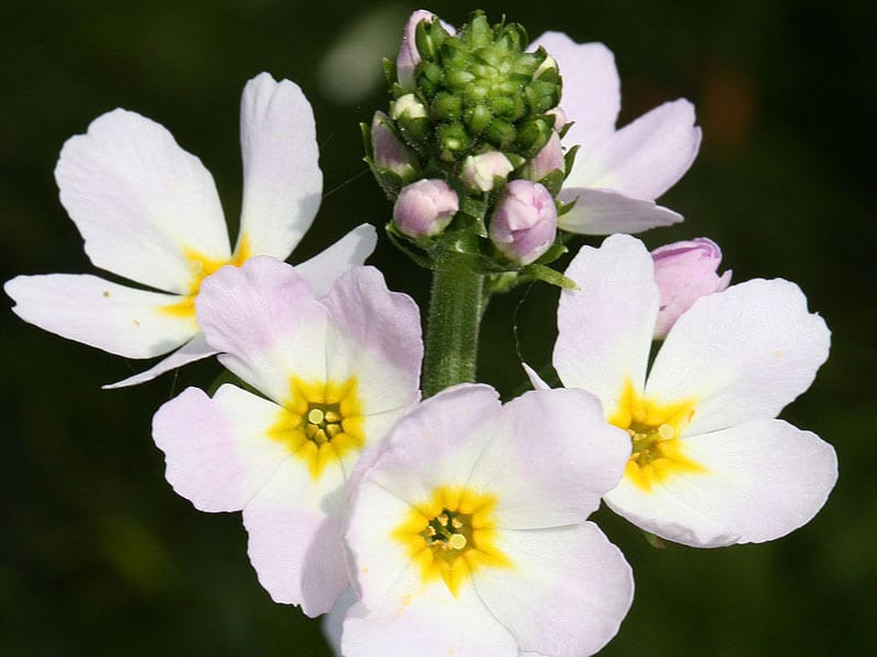 Water Violet