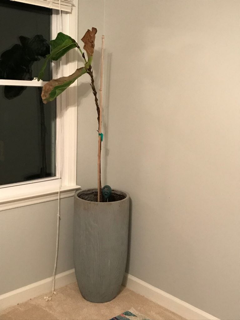 Almost-dead fiddle leaf fig tree