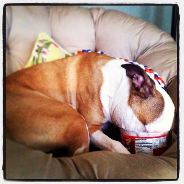 Jameson's head in a peanut butter jar