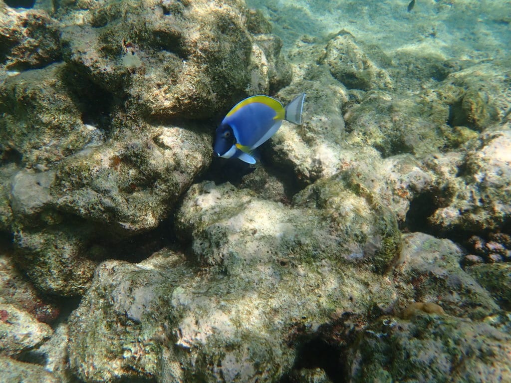 snorkeling st regis maldives