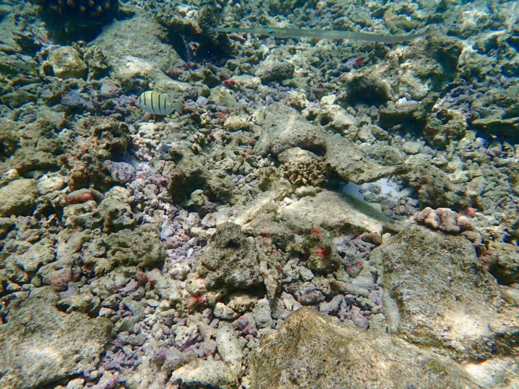 snorkeling st regis maldives