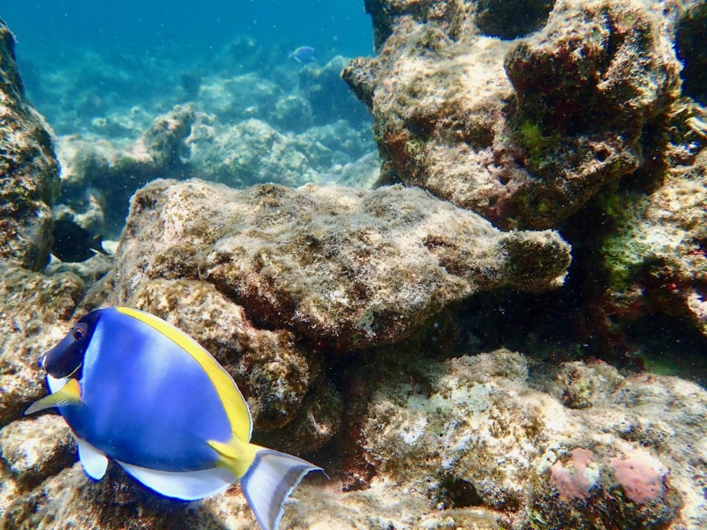 reef fish, st. regis maldives