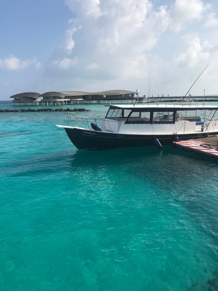 dolphin excursion, st. regis maldives