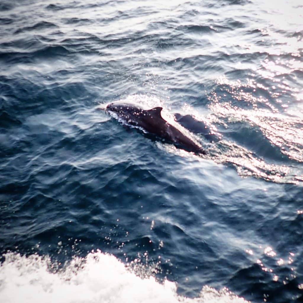 dolphin, dolphin excursion, st. regis maldives