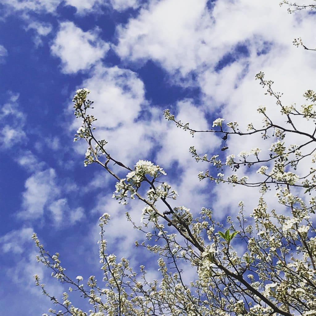 blue skies, budding trees, spring