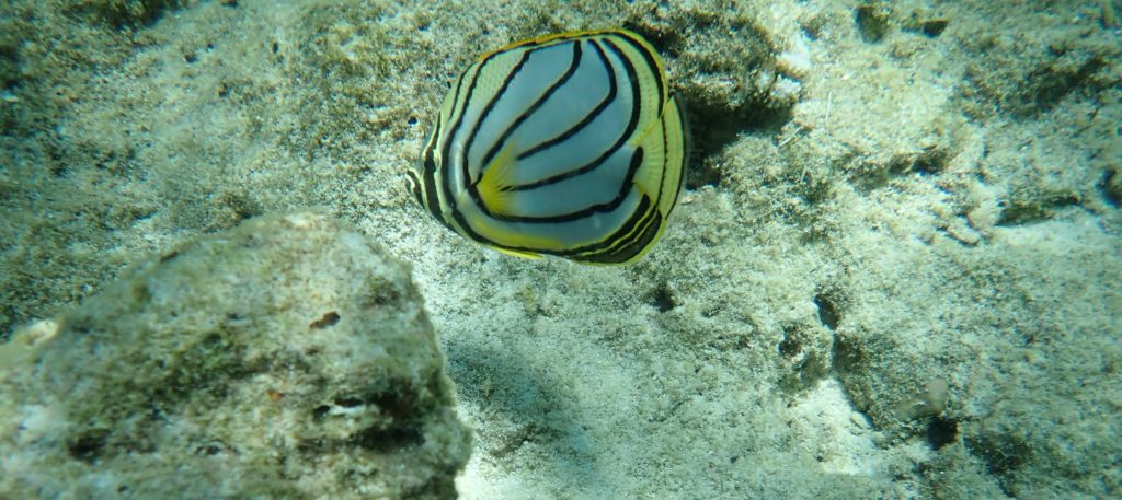 snorkeling, reef fish, st. regis maldives 