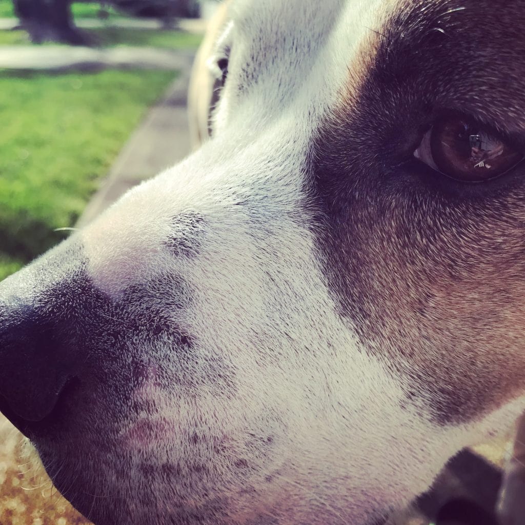 Jameson, pit bull, dog