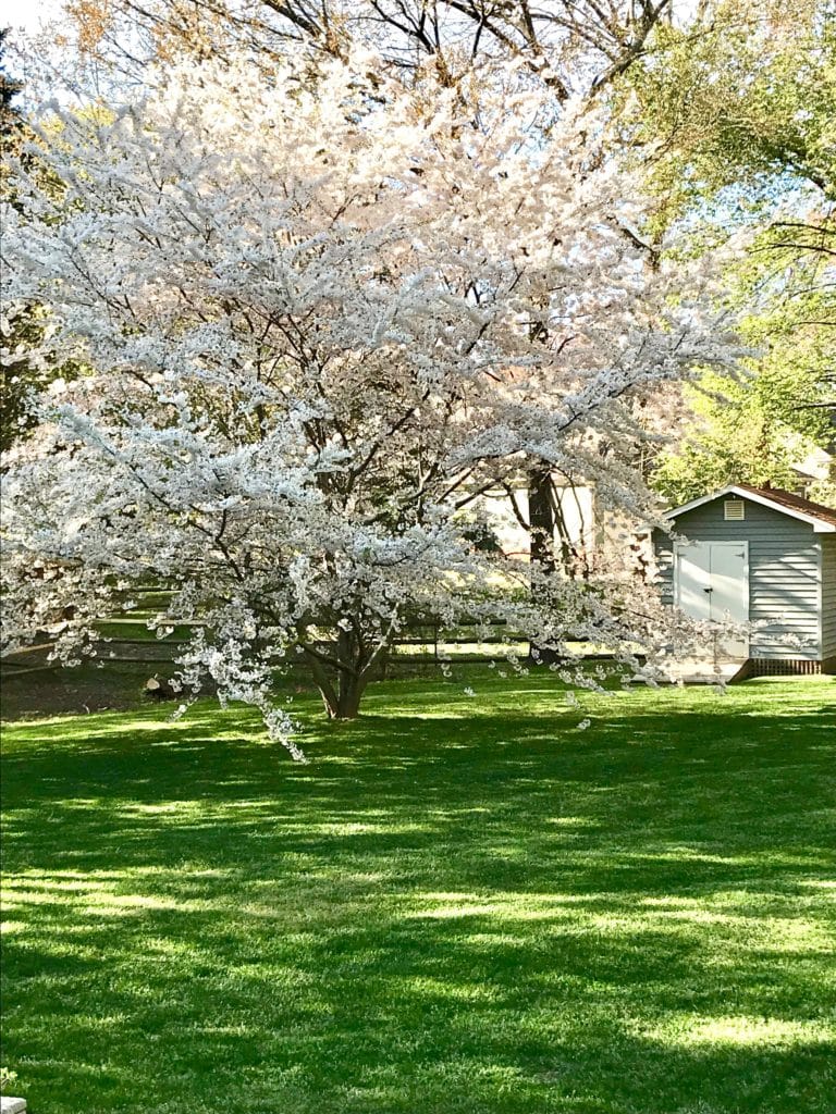 blooming tree