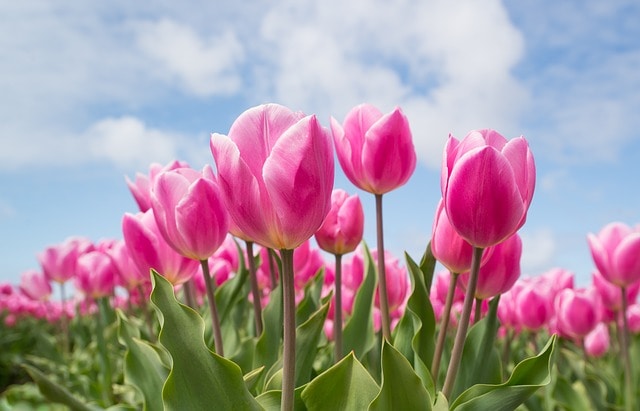 tulips