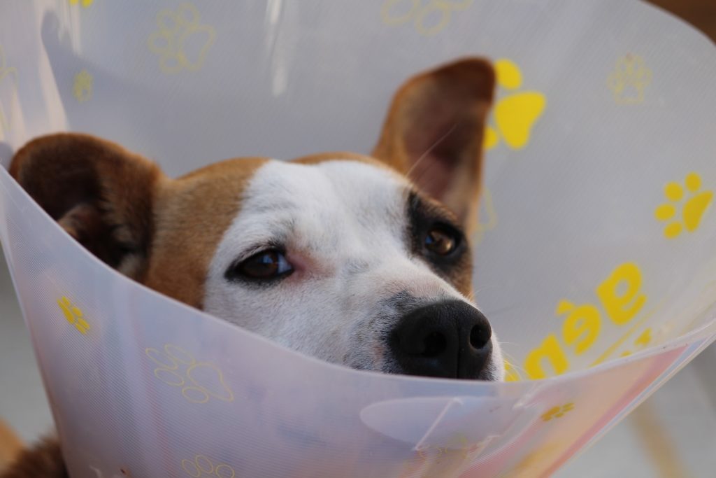 dog in e-collar that looks like Jameson