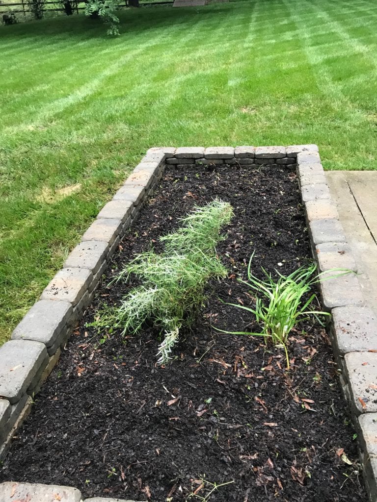 kitchen garden