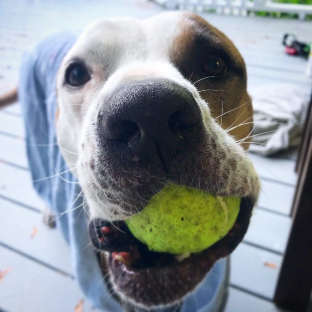 cute dog with ball