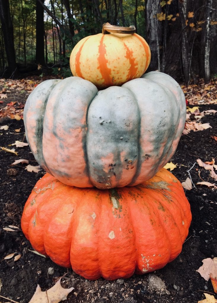 pumpkin workout
