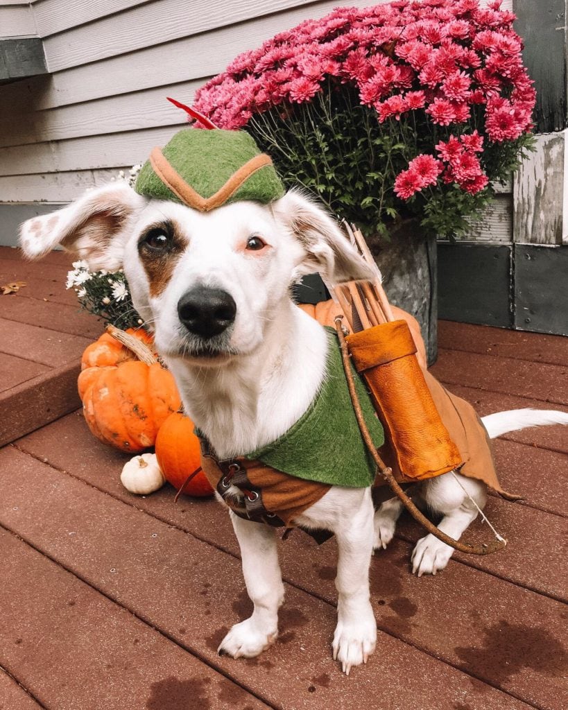 cute dog costume 