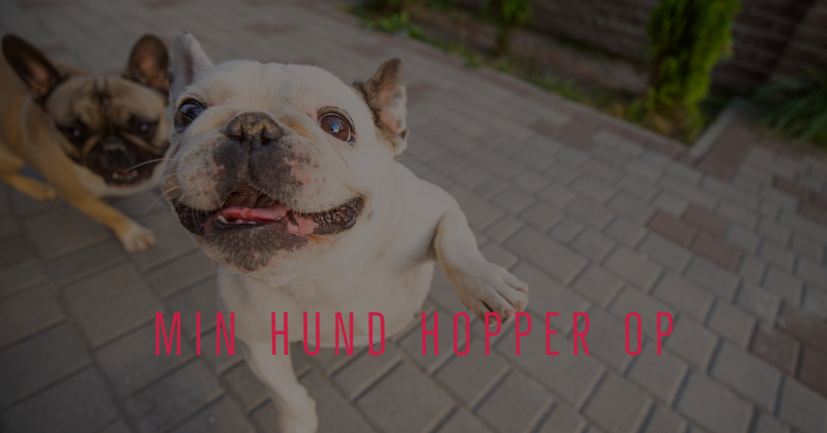 Til meditation Prime halvø MIN HUND HOPPER OP - Onlinehund