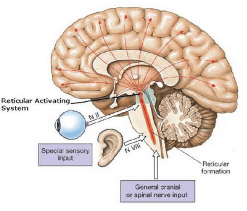 Reticular Activating System