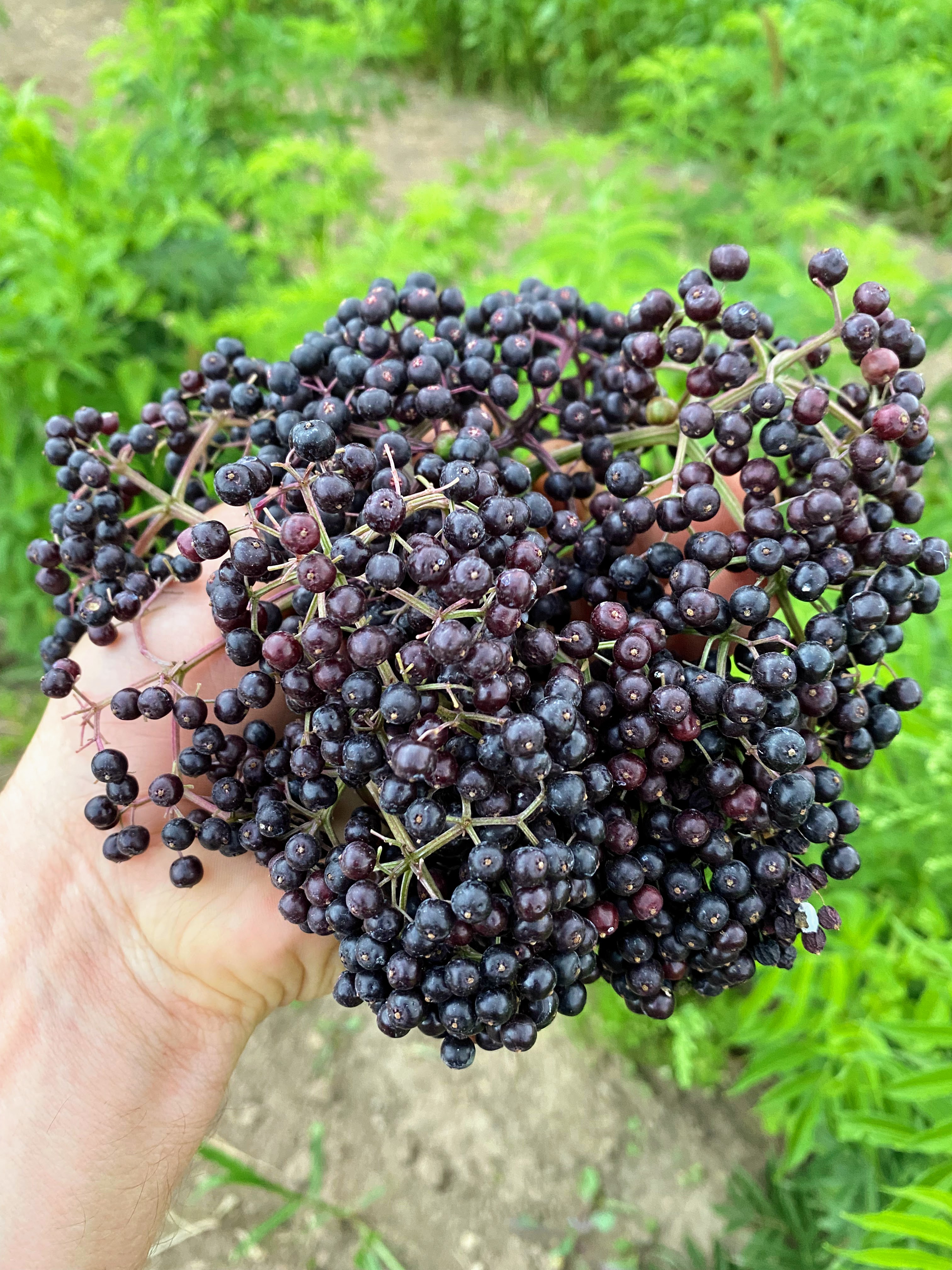 Varieties Grow Elderberry