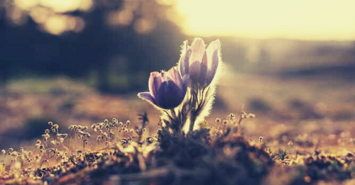 Recovery Regrowth Spring A Spring Renewal Practice - 4-Steps to Overcome Self-Sabotage Mindful ...
