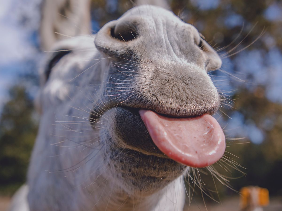 Donkey Delights Foods and Snacks Your FourLegged Friend Will Love