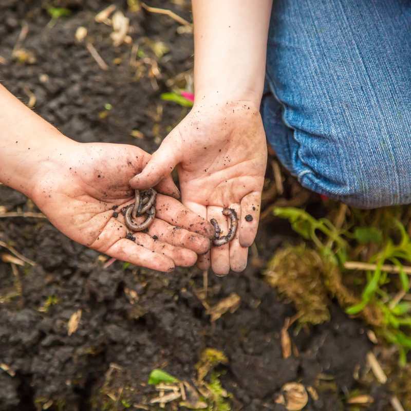 Schoolworm Schools Programs - Green Thumb Farm