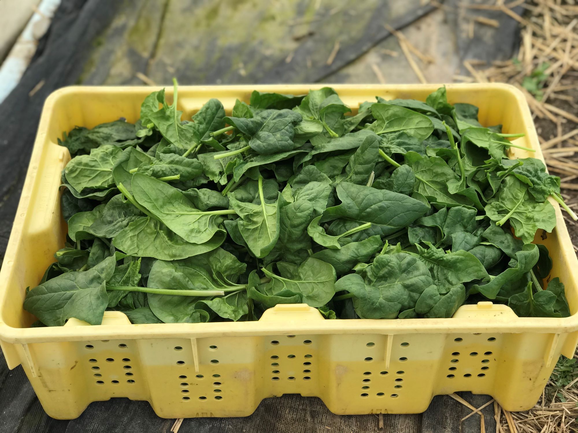 Spinach Growing Tips Planting Time, Spacing, and Varieties