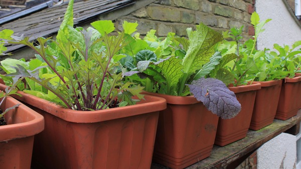 You can fit more small pots in a space - and they are easier to lift on to a shelf like this. Most leafy veg will grow fine in them. 