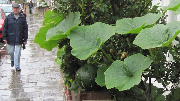 Large fruiting crops like this squash need a big pot to grow well. This one is in a 50 litre (10 gallon) pot. 