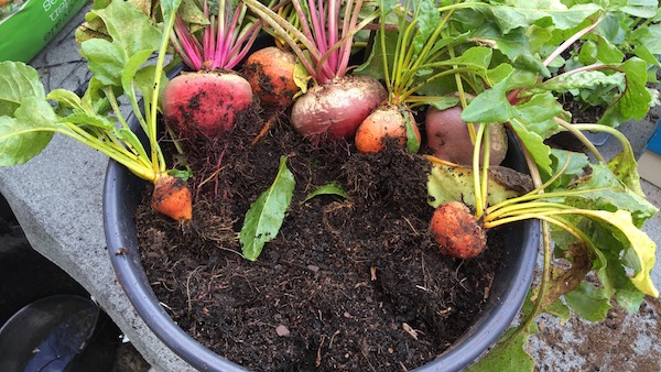 Root crops like beetroot, carrots and potatoes, will grow ok in a 10 litre (2 gallon) bucket like this. 